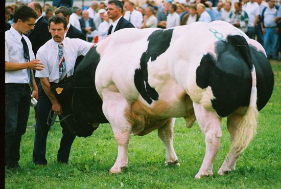 Weißblaue Belgier - die größten und stärksten Kühe der Welt